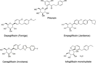 Therapeutic Targeting of SGLT2: A New Era in the Treatment of Diabetes and Diabetic Kidney Disease